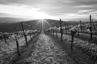 Spring Sunset in Carneros