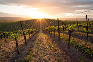 Spring Sunset in Carneros