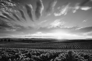 Carneros Sunset Sky Lines