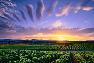Carneros Sunset Sky Lines