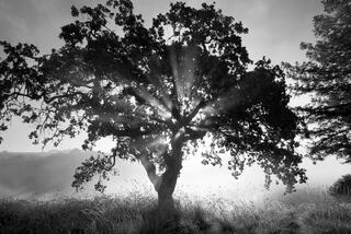 Sunrise Through Sonoma Oak