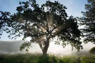 Sunrise Through Sonoma Oak