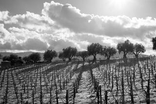 Winter Green and Olive Trees