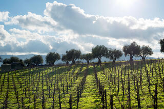 Winter Green and Olive Trees