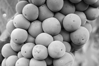Zinfandel Cluster Up Close