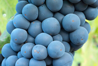 Zinfandel Cluster Up Close