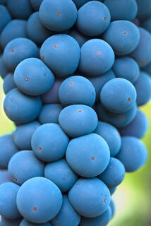 Old Vine Zin Up Close