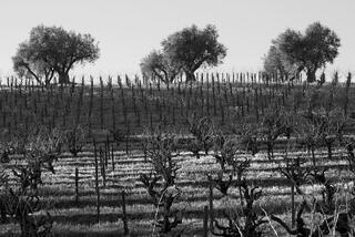 Afternoon Light in the Vineyard