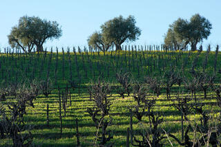 Afternoon Light in the Vineyard