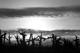 Vineyard Silhouettes at Sunset