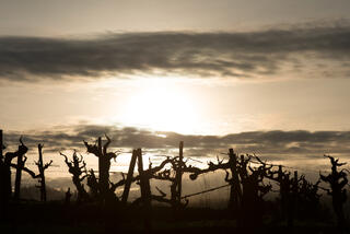 Vineyard Silhouettes at Sunset