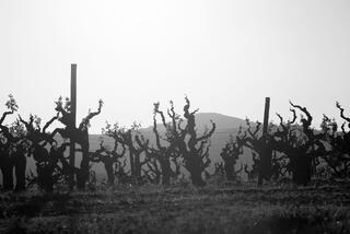 Old Vine Zine Silhouettes