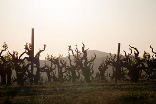 Old Vine Zin Silhouettes
