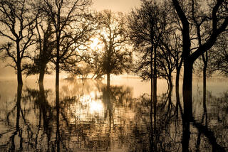 Golden Sunrise and Fog