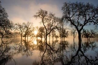 Poking Through The Fog