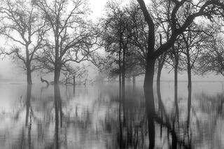 Oak Reflections at Sunrise