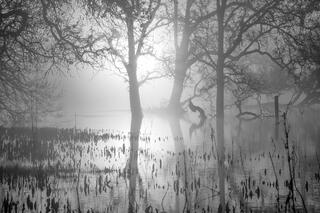Sunrise Through the Fog