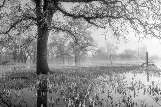 Oak Tree and Morning Light