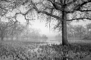Morning Light and Oak Tree