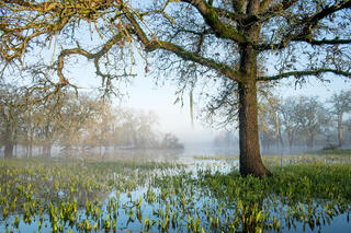 Morning Light and Oak Tree