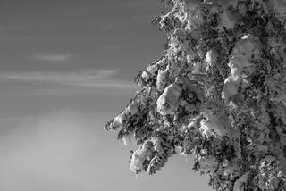 Snow Covered Pine Above Fog