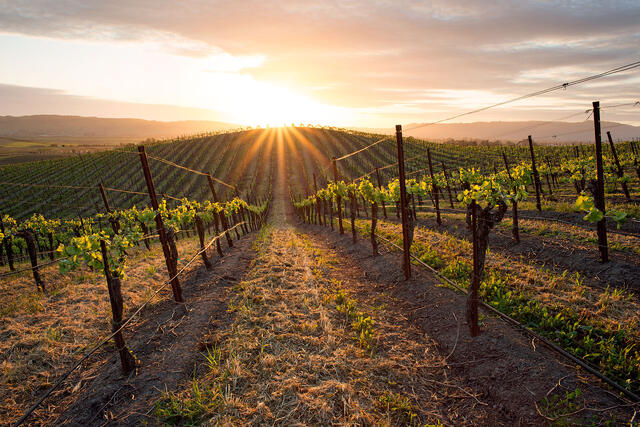 Spring Sunset in Carneros