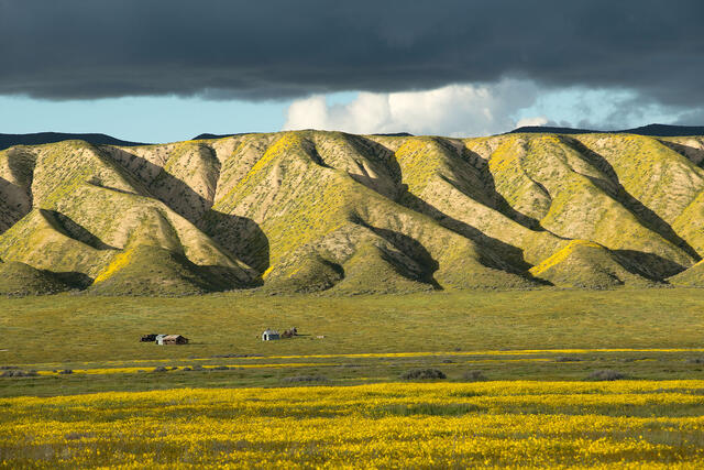 Wildflowers and Carrizo Hills