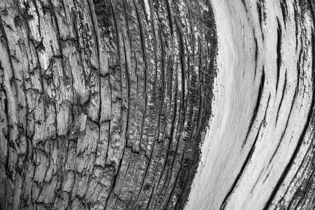 Bristlecone Golden Brown