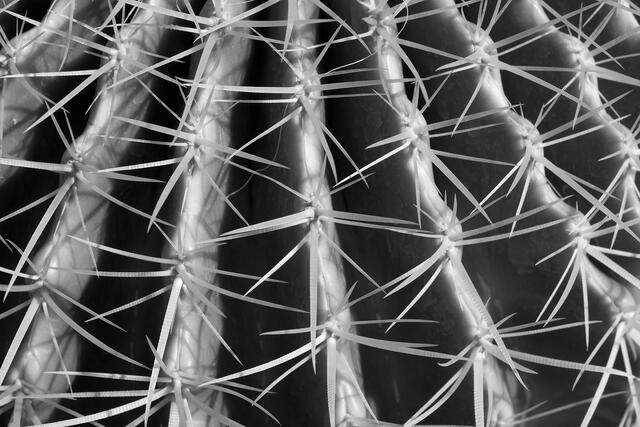 Cactus Pattern