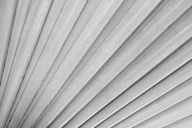 Palm Frond Layers