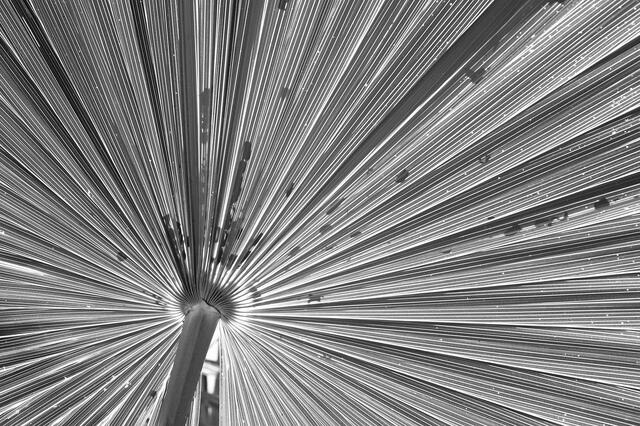 Palm Frond Lines