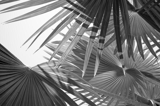 Florida Keys Palm Fronds