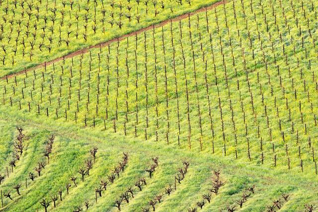 Spring Zinfandel Abstract
