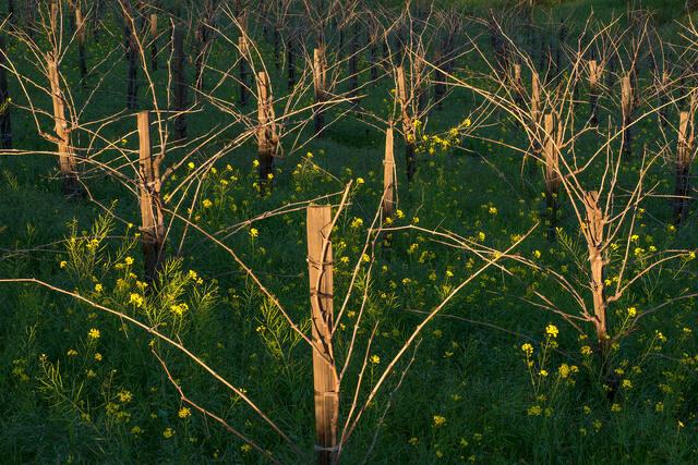 Last Light On The Vines