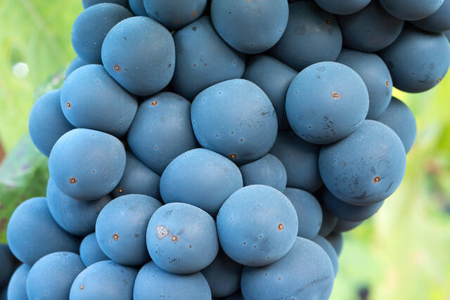 Zinfandel Cluster Up Close