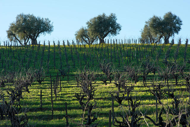 Afternoon Light in the Vineyard