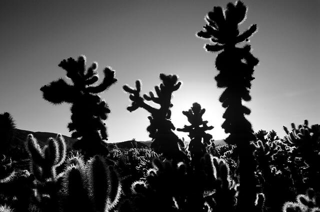 Cholla Spears