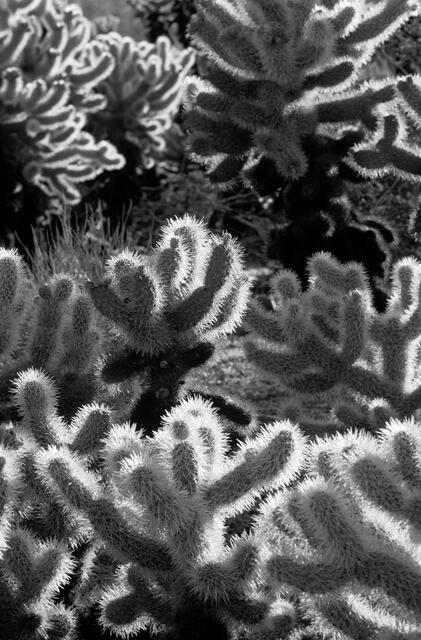 Shapes of the Cholla