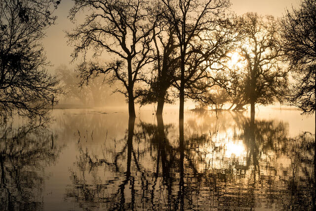 Golden Sunrise Through The Fog
