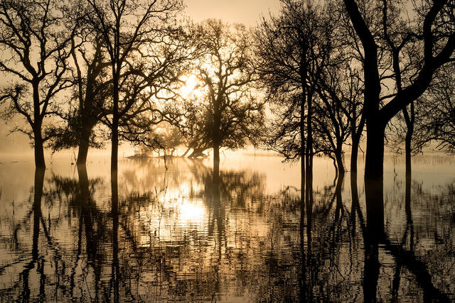 Golden Sunrise and Fog