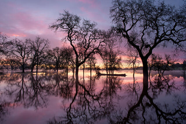Pink Sky and Oak Reflections