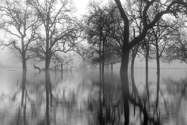 Oak Reflections at Sunrise