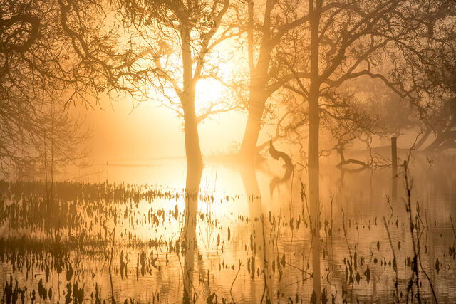 Sunrise Through The Fog