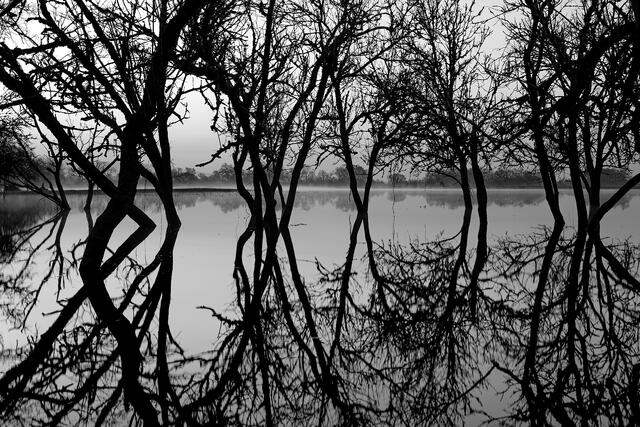 Still Water Reflections