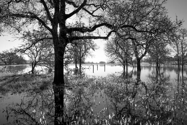 Hole in the Oak
