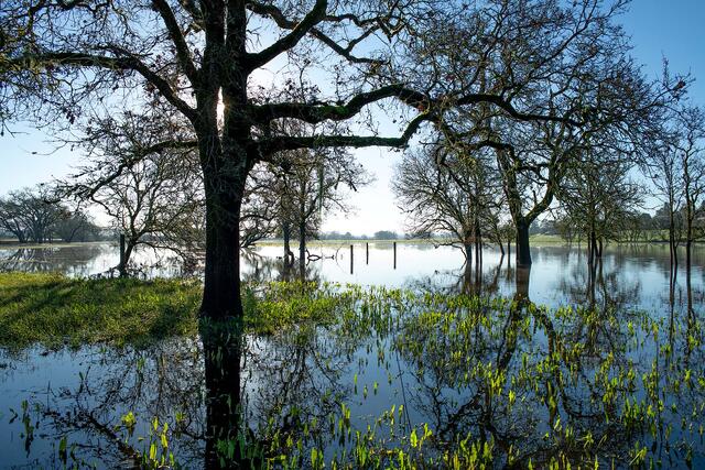 Hole In The Oak