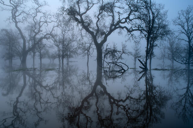 Heavy Morning Fog