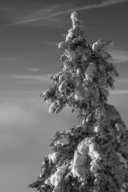 Winter Pine at Sunrise