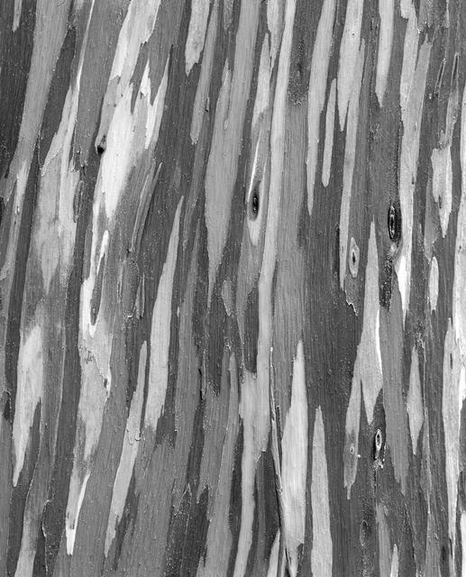 Rainbow Eucalyptus Pattern