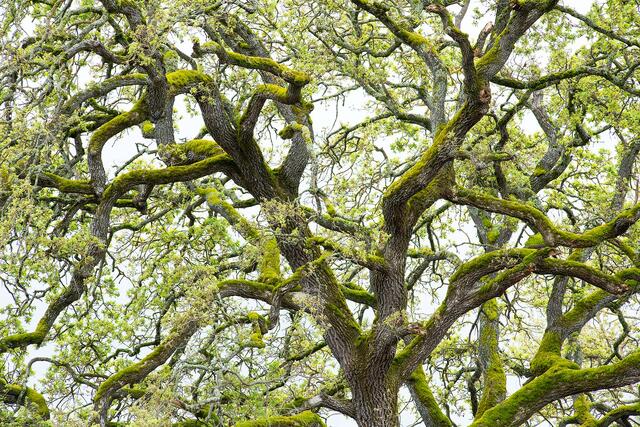 Vibrant Sonoma Oaks